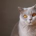 数据猫编辑头像，动漫导航数据运营编辑，负责评分同步与话数更新维护